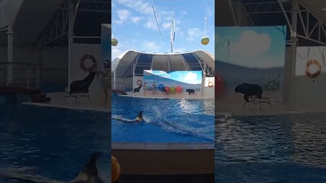 Неописуемая Красота Картины Нарисованная Морскими Котиками.Смотрите Сами. смотреть онлайн