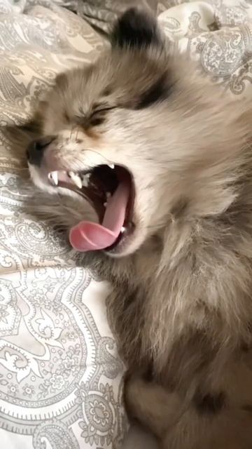 Клоп #померанскийшпиц #dog #shortsvideo #pomeranian_dog #puppy смотреть онлайн