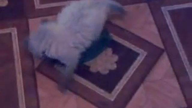 Мега прикол! Киска в миске! смотреть онлайн