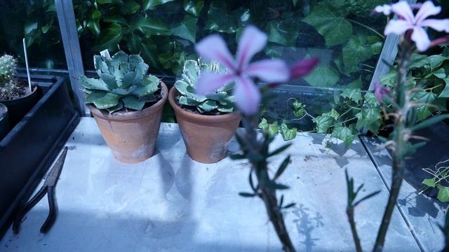 Pachypodium Succulentum