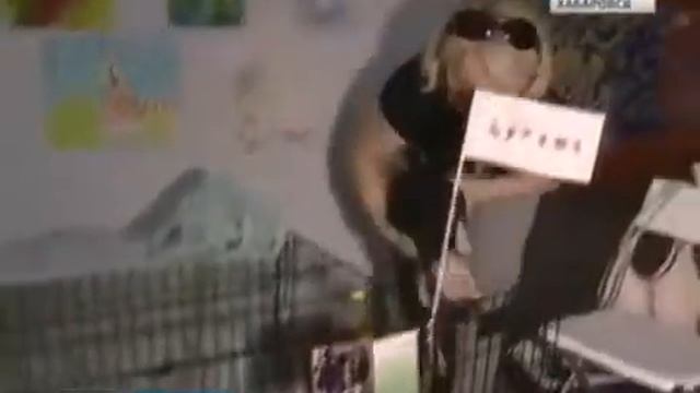 06 07 2014 Вести Хабаровск Выставка 'Четыре лапы, два уха' смотреть онлайн
