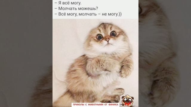 ПРИКОЛЫ С ЖИВОТНЫМИ С ОЗВУЧКОЙ ОТ ФИНИКА 😄 13 БОЮСЬ КОТА😼 смотреть онлайн