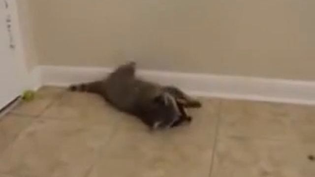 #Прикольный ЕНОТ и игривый КОТЁНОК! #Класс! смотреть онлайн