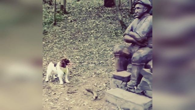 #39 FUNNY PETS / СМЕШНЫЕ ВИДЕО 2021 / Я РЖАЛ ПОЛЧАСА / СМЕШНЫЕ ЖИВОТНЫЕ смотреть онлайн