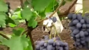 Виноград Фурор