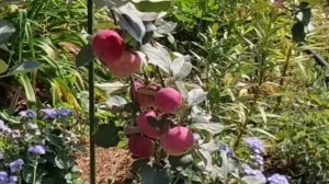 Яблоня сорта Сладкая нега. Ее плоды конфетного  вкуса.