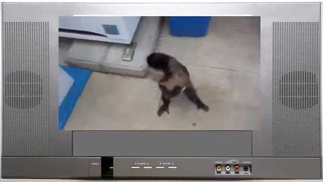 Вы посмотрите, что вытворяет эта обезьяна! Смешные животные. Funny animals смотреть онлайн