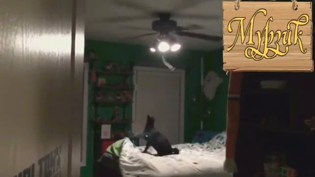 Коты с озвучкой смотреть онлайн