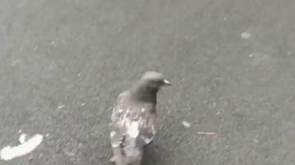 Танцующий Голубь