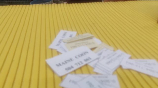 Выставка кошек Польша город Wroclaw 4.02.2023 смотреть онлайн