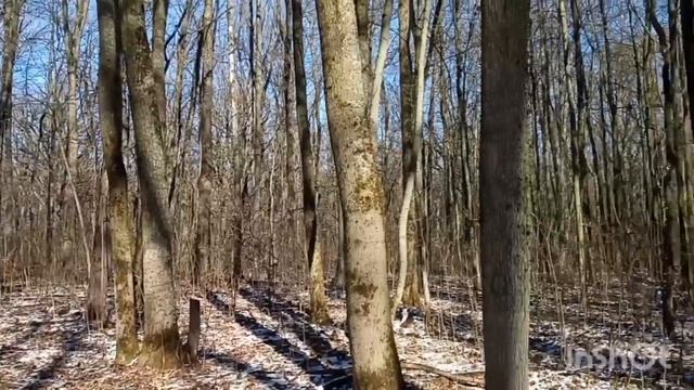 Март в лесу Ф.Мендельсон "На крыльях песни" город Ефремов смотреть онлайн