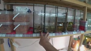 С разводни. Будни Аквариумиста.