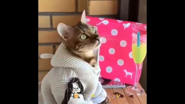 Потрясающе смешные кошки! Подборка приколов с котами и кошками смотреть онлайн