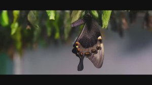 Планета живых бабочек