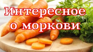 Много интересного о моркови