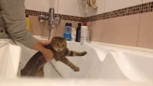 ШОК ! Сумасшедшая Кошка Орет В Ванной!!!