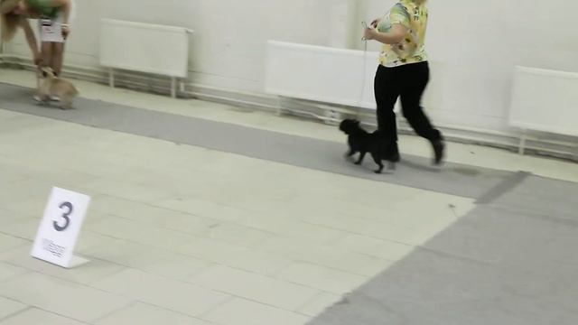Белые Ночи 2 кл.щенков смотреть онлайн