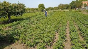 Работа с аккумуляторным опрыскивателем. Обрабатываю картошку...
