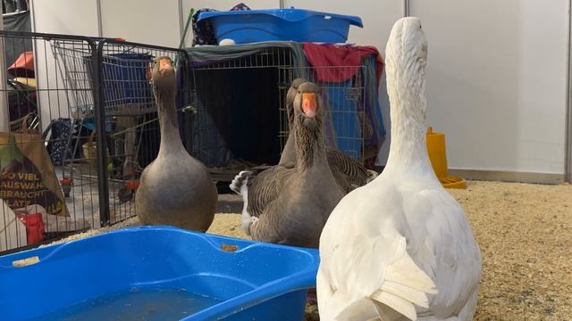 Самая масштабная ярмарка домашних животных. Какое то двоякое впечатление. Австрия. Вена. смотреть онлайн