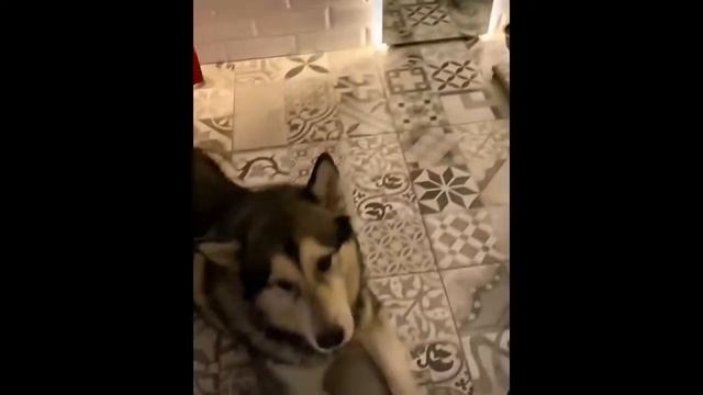 Приколись! смотреть онлайн