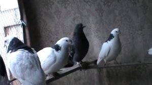 Пермские голуби
