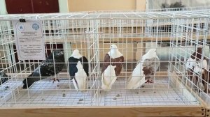 Мелитопольские голуби Стаса Михалыча из Донецка. Разнообразие пород голубей на выставке в Шахтерске