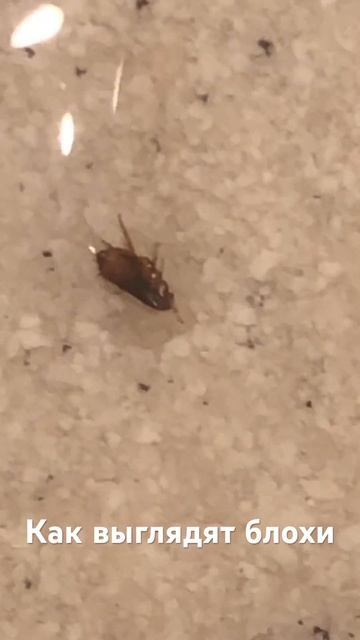 Именно так выглядит блоха, которую мог принести с улицы ваш питомец. #блохи #собачьиблохи #блоха
