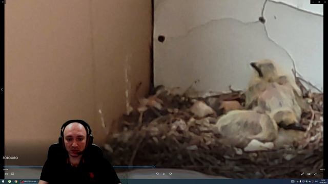 Как растёт малыш голубя смотреть онлайн