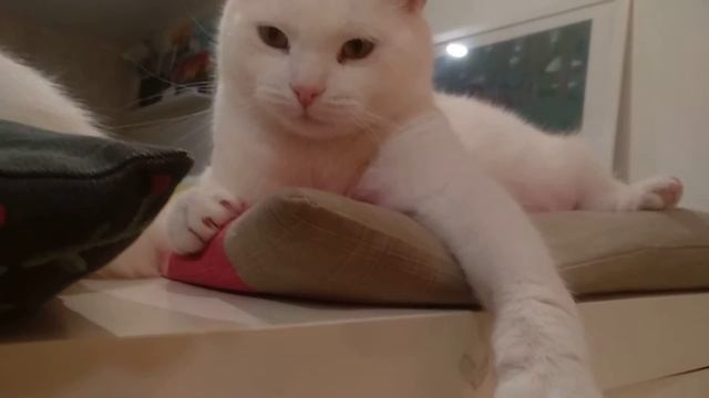 Смешные белые котики хотят спать. смотреть онлайн