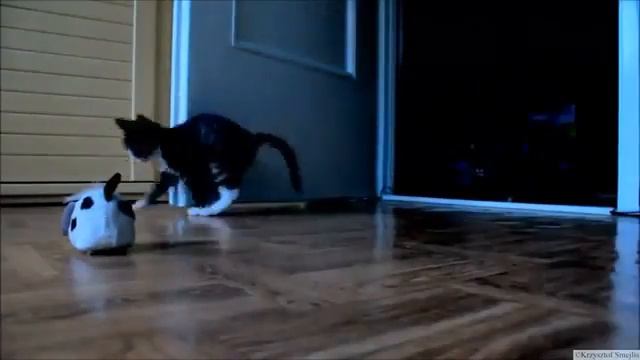 Тут самые смешгые приколы с животными не пропусти 12 смотреть онлайн