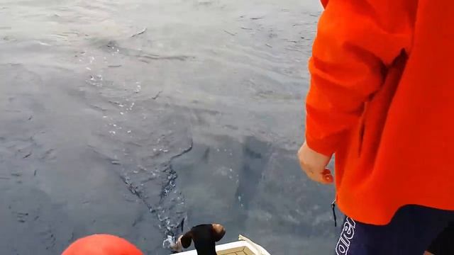 Улов у острова Тенерифе смотреть онлайн