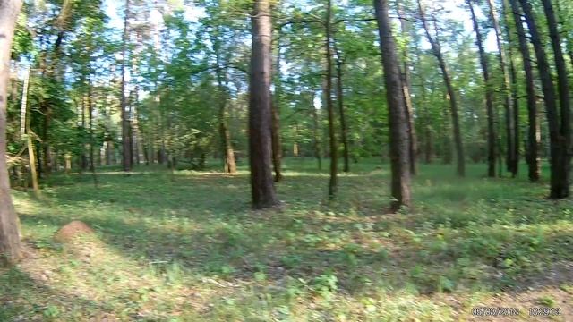 Лес и Шашлык на досках с гвоздями))) смотреть онлайн