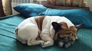 Знакомьтесь: французский бульдог Стич. Особенности породы французский бульдог.