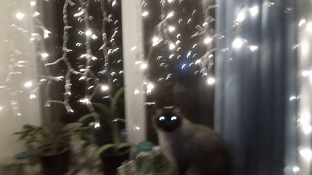 Эверест смотрит на гирлянду в день Святого Николая смотреть онлайн