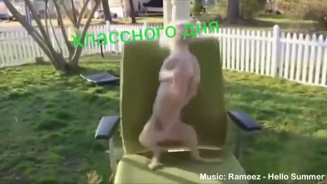 ПРИКОЛЫ 2018 - ЖИВОТНЫЕ ТАНЦУЮТ смотреть онлайн