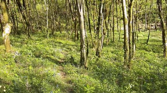 ДОБРЫЙ СКАЗОЧНЫЙ ЛЕС смотреть онлайн