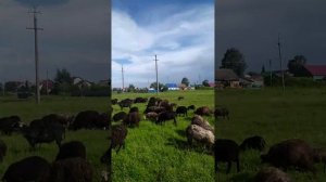 Бараны испугались шайтан машин и не идут домой;)