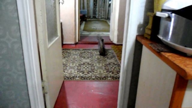 Шрек играет в мячик смотреть онлайн