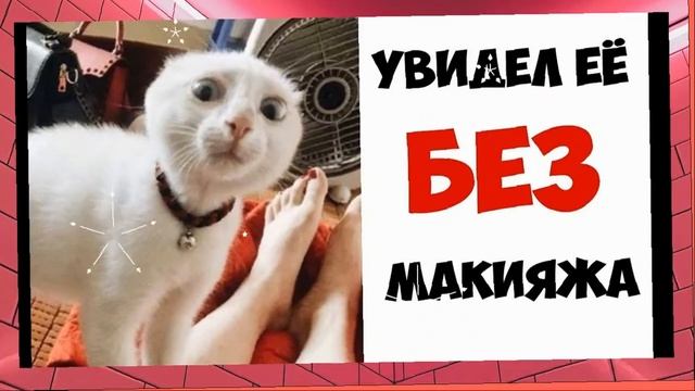Позитив Для хорошего настроения! Котопозитив! Без кота и жизнь не та! смотреть онлайн