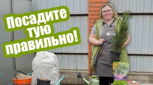 Посадка туи весной по всем правилам!