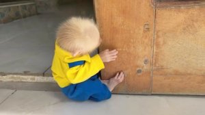 MiMi is worried! Baby monkey Su screams to find food