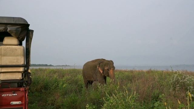 Travel to Sri Lanka in the summer🤔 Is it a good idea? смотреть онлайн