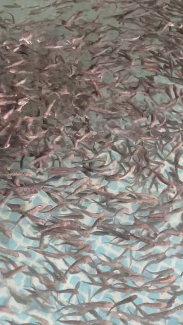 Малек форели 2025 (апрель)