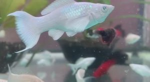 велифера Снежинка и Велифера Платина