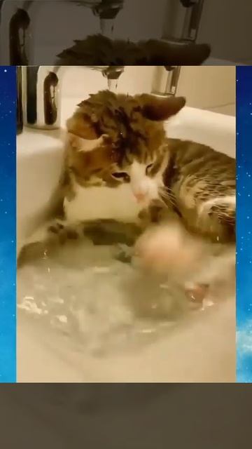 Когда уже можно стирать пуховик,вы не подскажете 🧥#котики#shorts смотреть онлайн