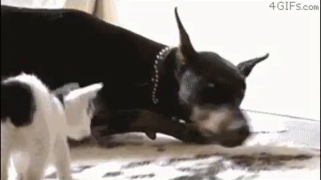 А где моя сосиска смотреть онлайн