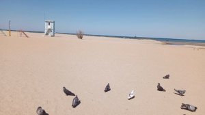 video_2025-04-29_12-52-51