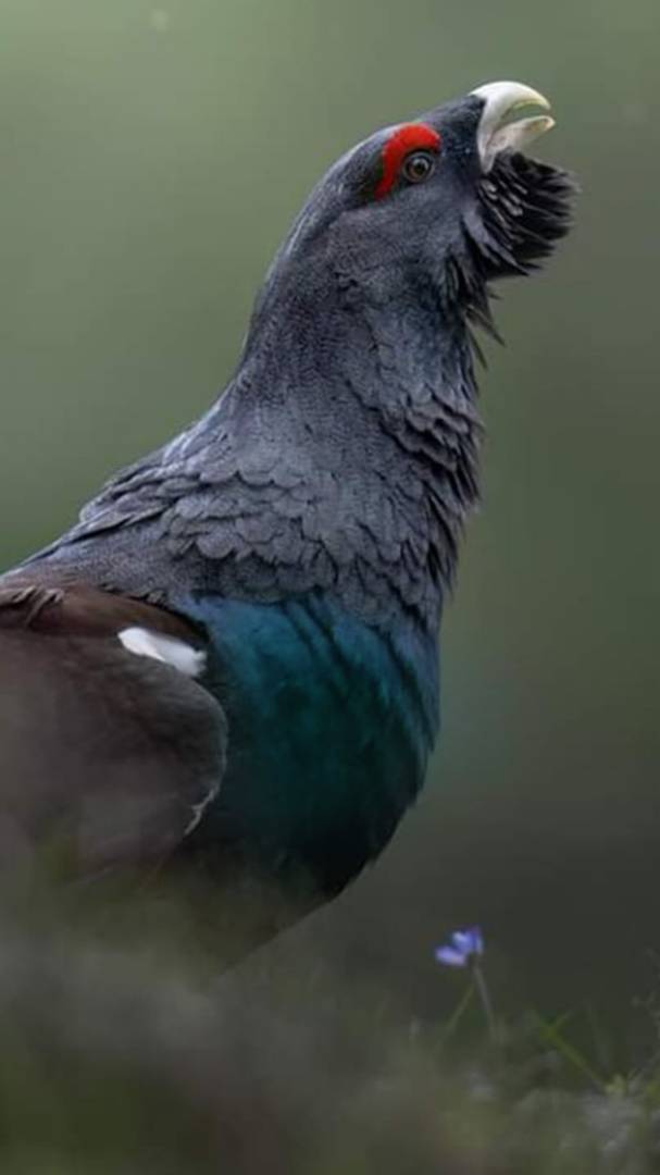 Если бы любая охота заканчивалась трофеем, она потеряла бы всю свою эстетическую красоту и ценность