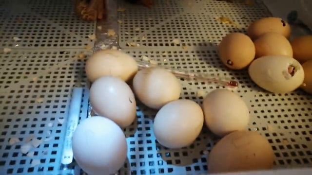 Все тонкости инкубации куриных яиц о которых не знают даже опытные птицеводы смотреть онлайн