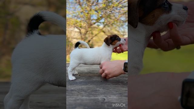 Девочка крови Испании